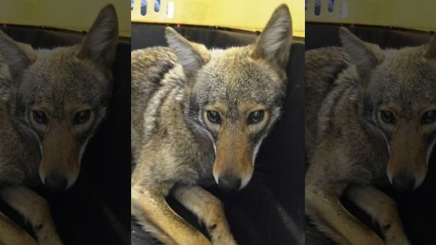 Coywolf