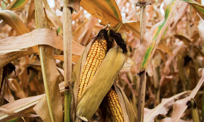 cornfield