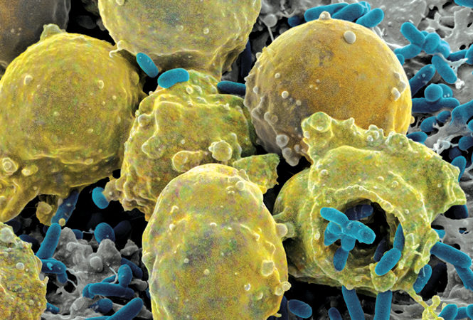 biofilms