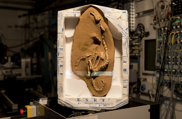 Halszkaraptor escuilliei fossil