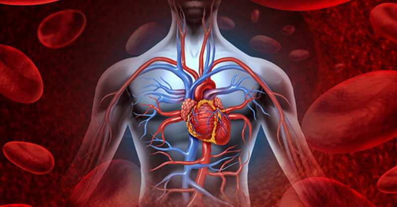 cardiovascular system