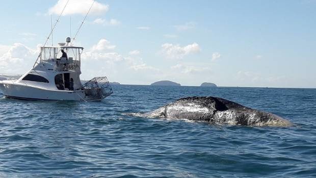A launch tows the dead whale away from Tairua Beach.