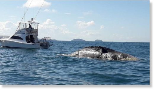 A launch tows the dead whale away from Tairua Beach.