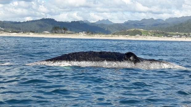 Click to enlarge A large decaying whale was found about 500m from Tairua beach.