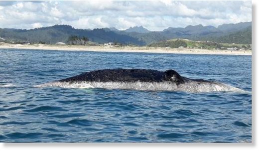 A large decaying whale was found about 500m from Tairua beach.