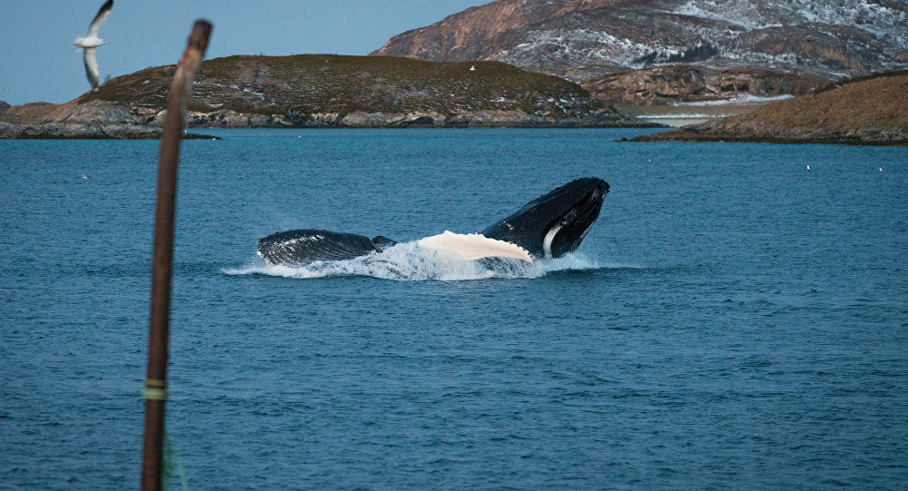 Norway whales