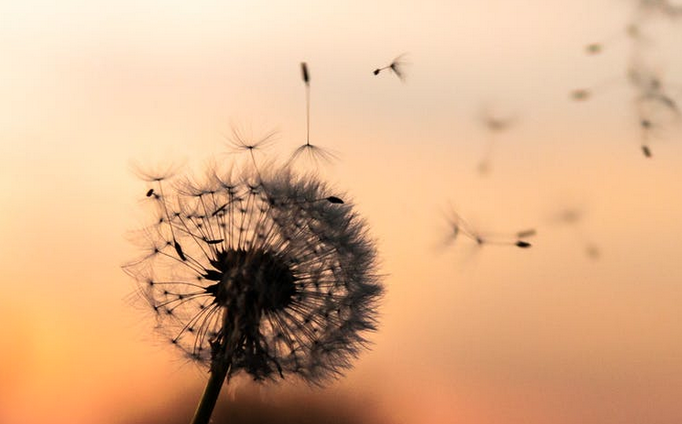 dandelion
