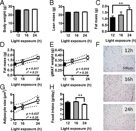 Mice light at night fat mass