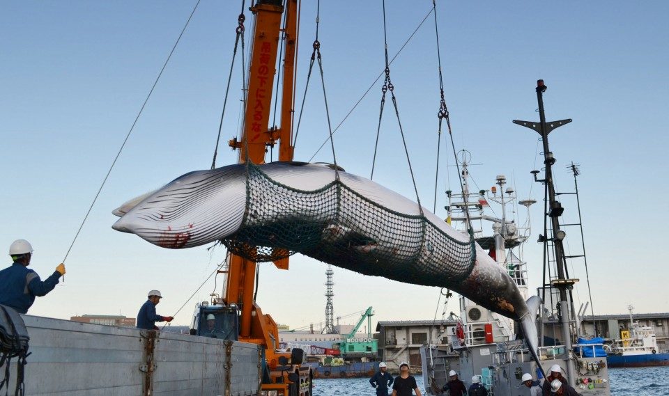 japan whaling ship