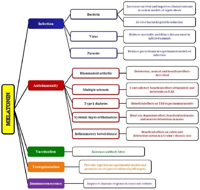 melatonin immune benefits