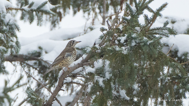 Click to enlarge This mistle thrush has been a hot topic for bird lovers from the Maritimes and the United States.