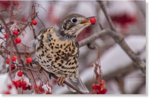 Click to enlarge A mistle thrush landed on a Miramichi lawn over the weekend and has been feeding on nearby berries.