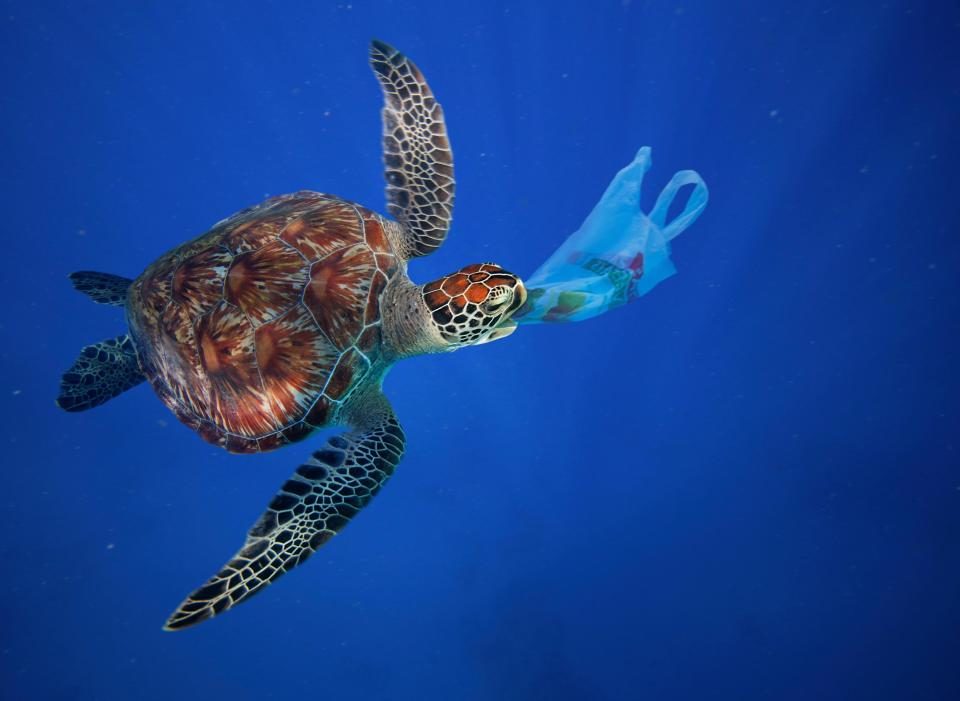 Turtle plastic ocean pollution