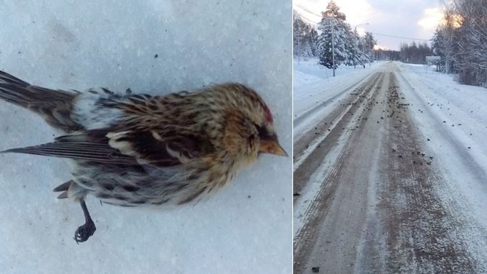 Click to enlarge dead birds sweden