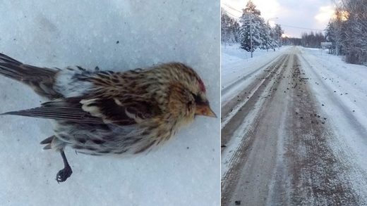dead birds sweden