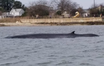 Click to enlarge A whale is seen stranded in shallow water off the 700 block of Waterfront Circle in Newport News on Tuesday, Dec. 12, 2017