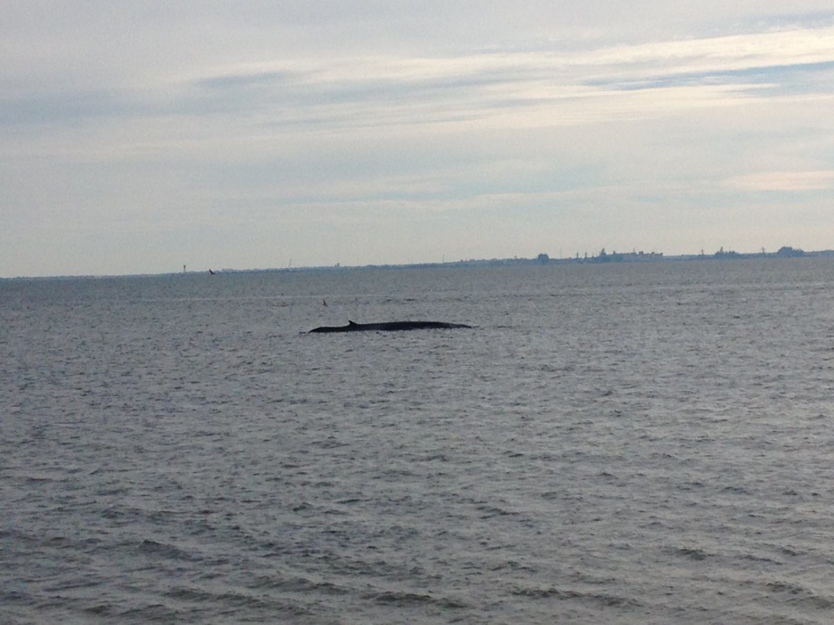 Click to enlarge dead whale