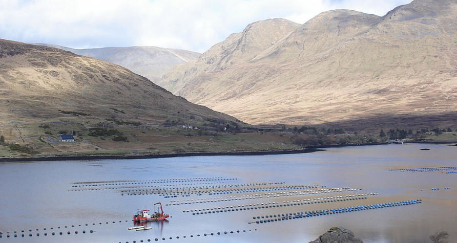 Click to enlarge salmon farm