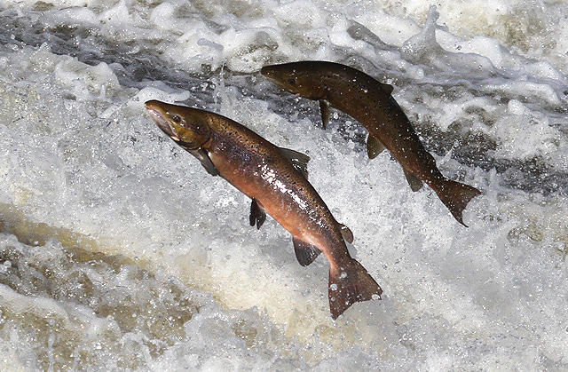 Click to enlarge swimming salmon