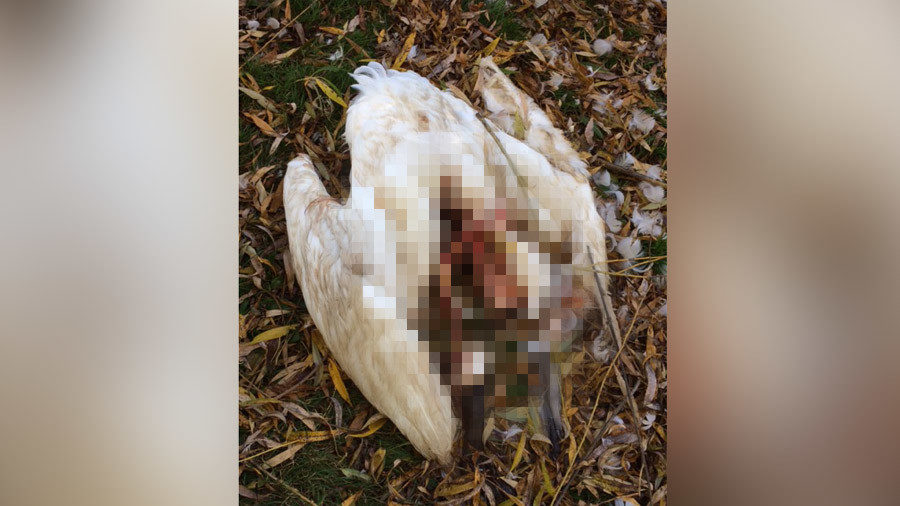 swans beheaded