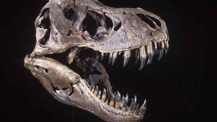 Click to enlarge Skull