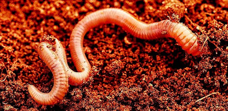 Click to enlarge worm red soil