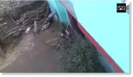 Click to enlarge A horrified crowd watched as the man was almost ravaged by the wild cat in the village of Khairi in the Bahraich district of Uttar Pradesh last week