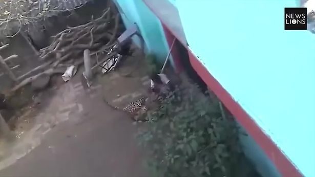 Click to enlarge A horrified crowd watched as the man was almost ravaged by the wild cat in the village of Khairi in the Bahraich district of Uttar Pradesh last week