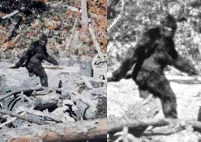 The Patterson-Gimlin Bigfoot film: Why it should concern 