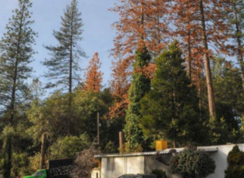 trees