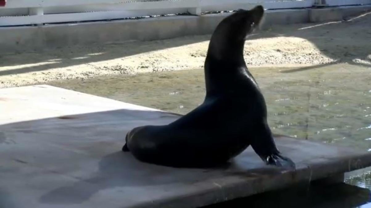sea lion