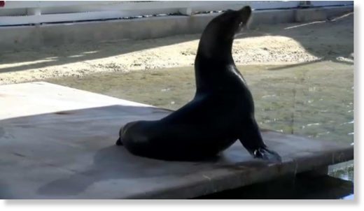 sea lion