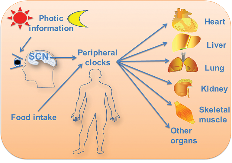 circadian rhythm