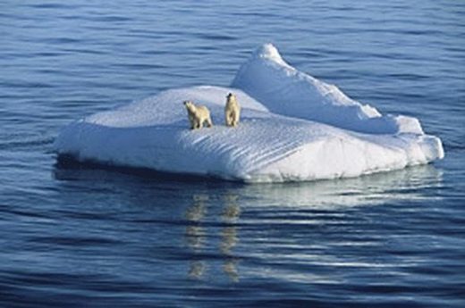 polar bears stranded