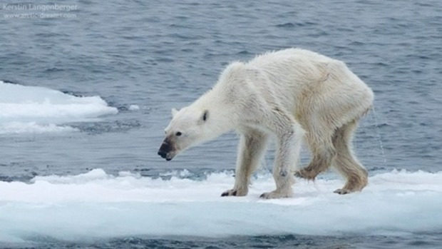 starving polar bear