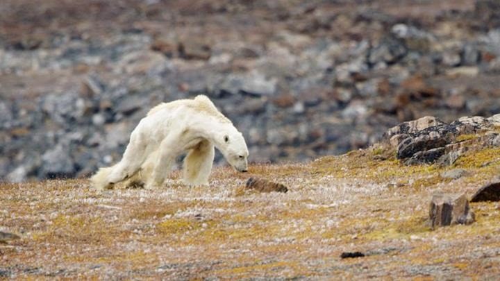 starving polar bear