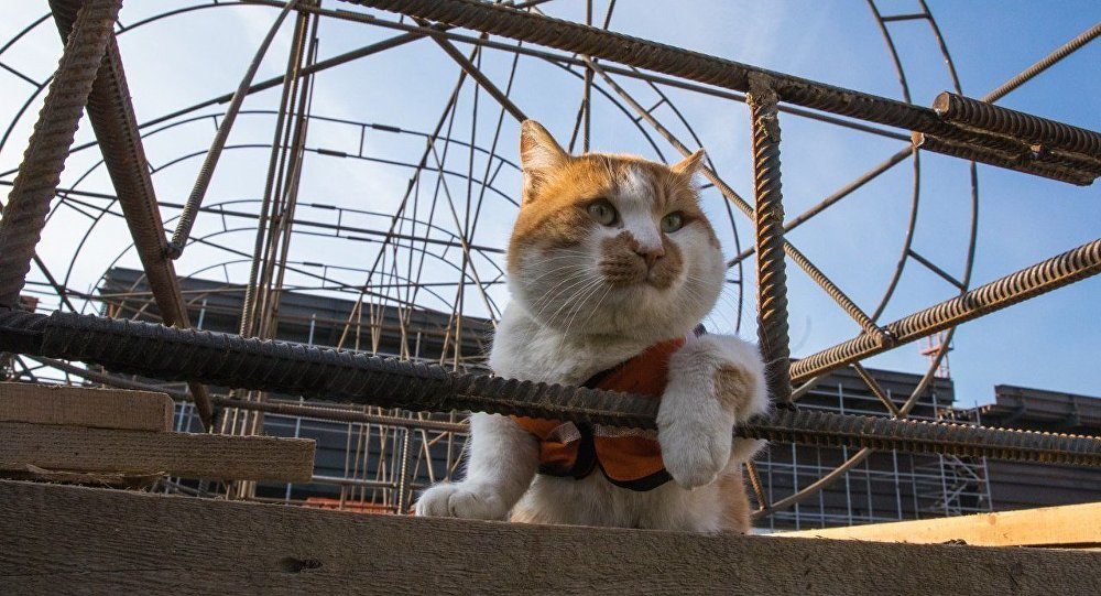 Mostik the cat