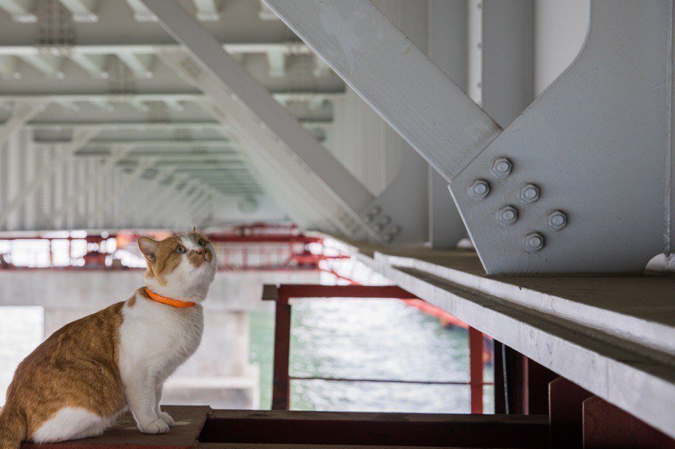 Mostik the cat