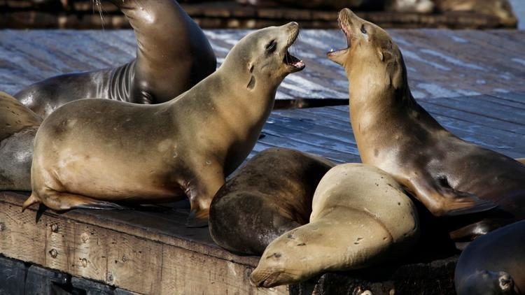 Click to enlarge sea lions bark at each other at Pier 39 in San Francisco
