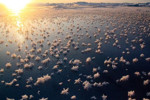 Click to enlarge Frost flowers over young sea ice in the central Arctic Ocean