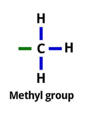 MTHFR gene methyl group