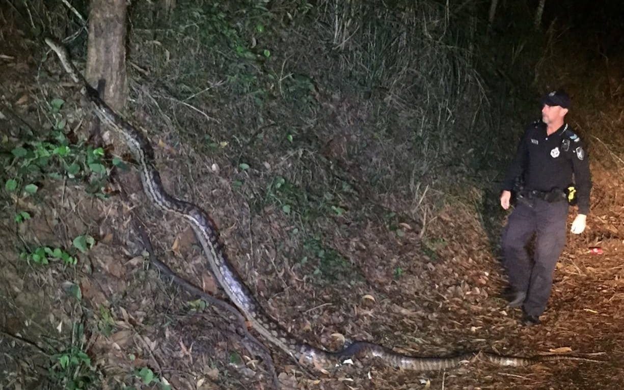 Scrub python Queensland