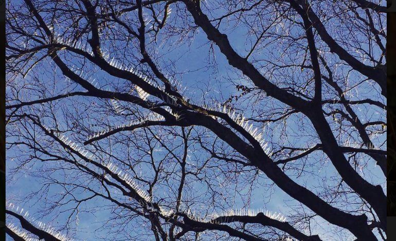 pigeon spikes trees