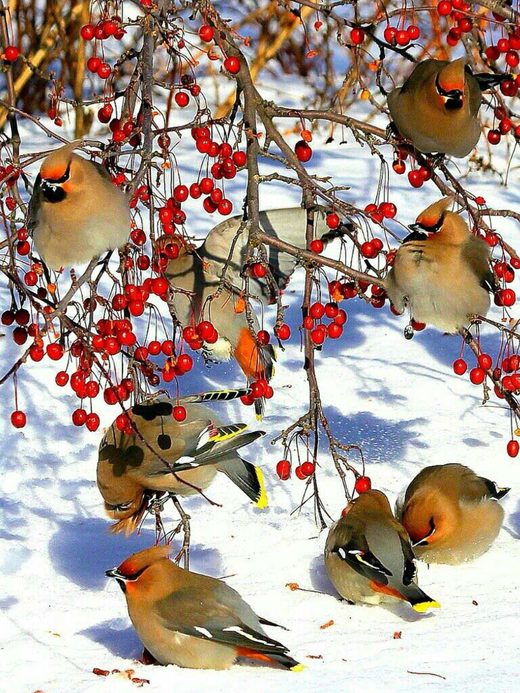 Click to enlarge Winter snow birds
