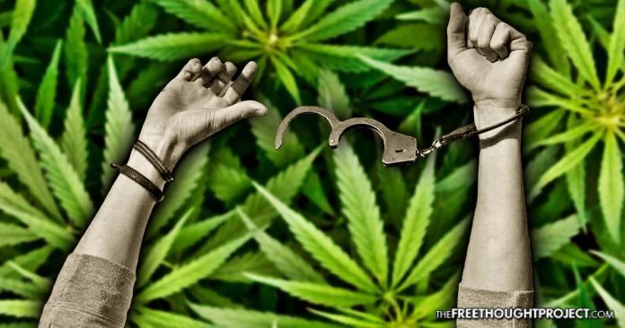Click to enlarge Because Cali Legalized Weed, 500,000 ‘Convicts’ Get a Second Chance at Freedom