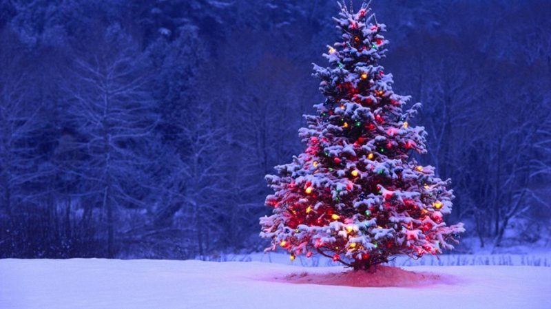 chrsitmas tree