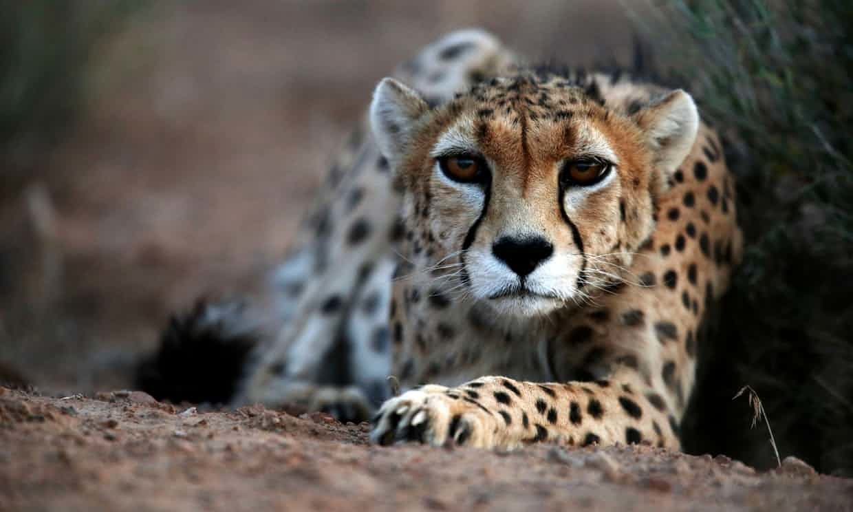 A 7-year-old male Asiatic cheetah. The carnivore has disappeared across south and central Asia and is on the brink of extinction