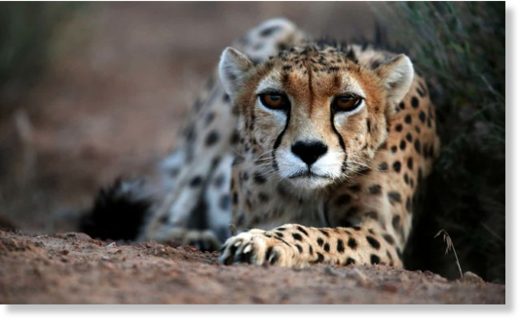 Click to enlarge A 7-year-old male Asiatic cheetah. The carnivore has disappeared across south and central Asia and is on the brink of extinction