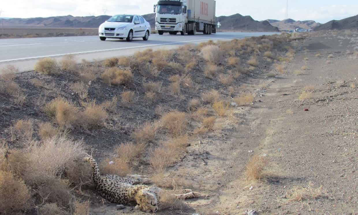 A cheetah lies dead on the side of the road in Iran. Many animals are killed, despite signs warning drivers