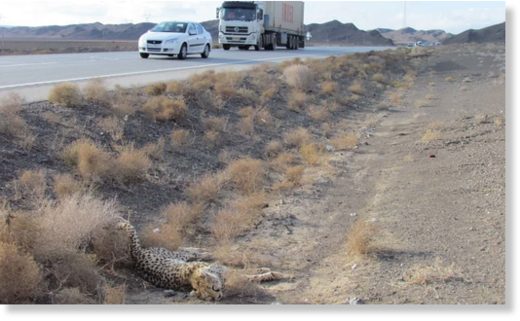 Click to enlarge A cheetah lies dead on the side of the road in Iran. Many animals are killed, despite signs warning drivers